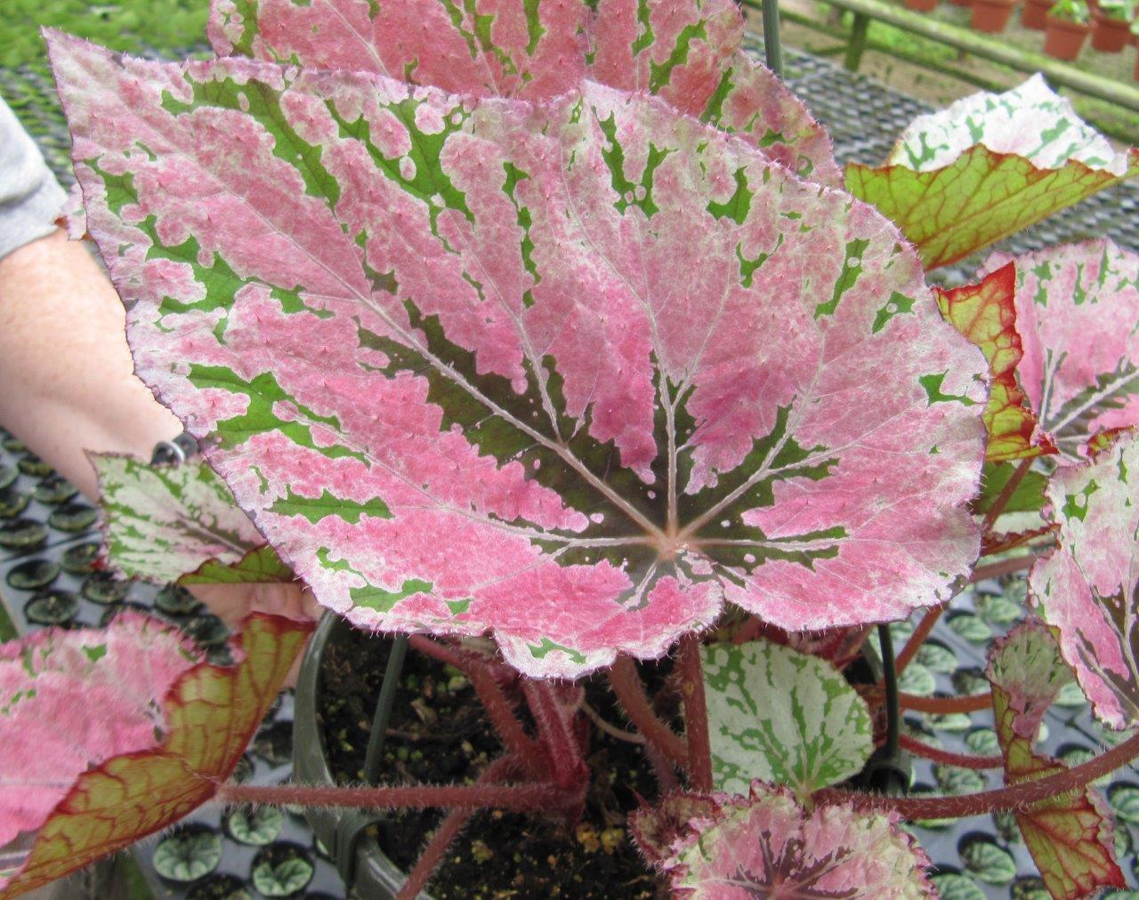 B. ‘Harmony’s Ember’